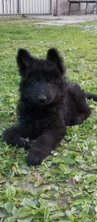 Owczarek niemiecki długowłosy czarny szczeniak pies