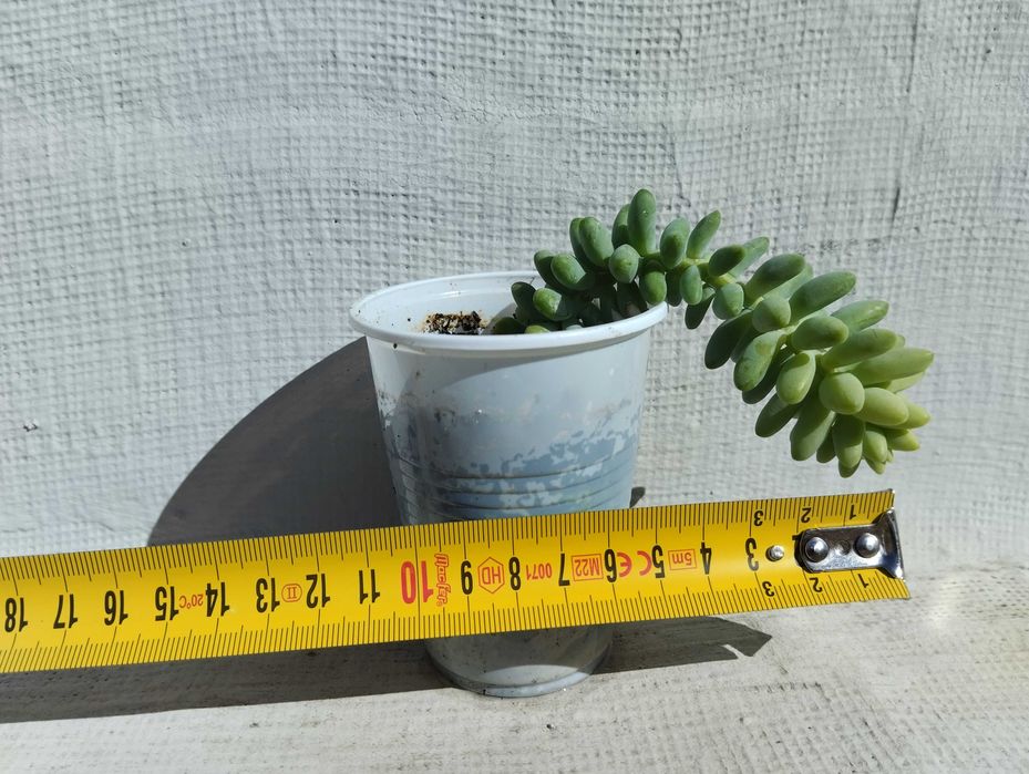 Suculenta, Rabo de burro.