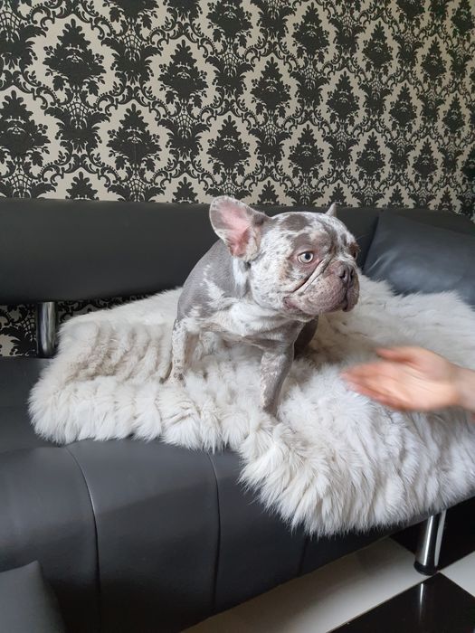 Шикарный мальчик на вязку, редкий тестированный Lilac Merle Frenchie,