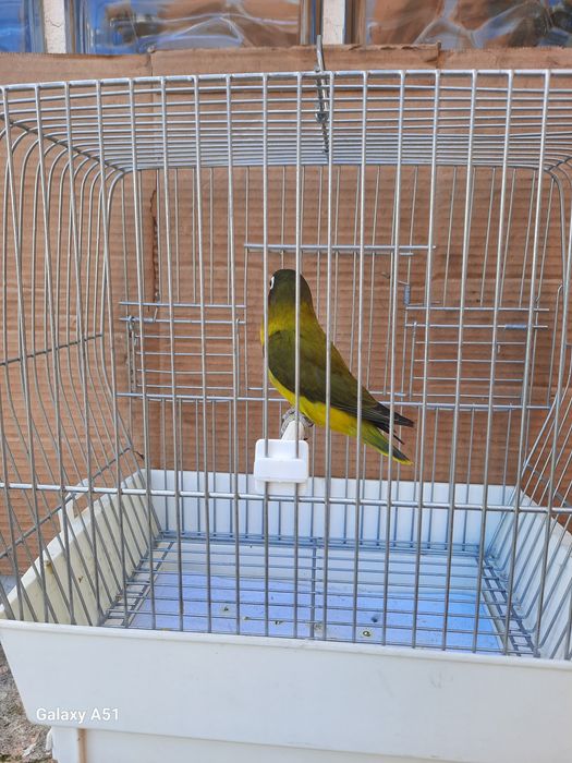 Agapornis Personata 2025 mais gaiola