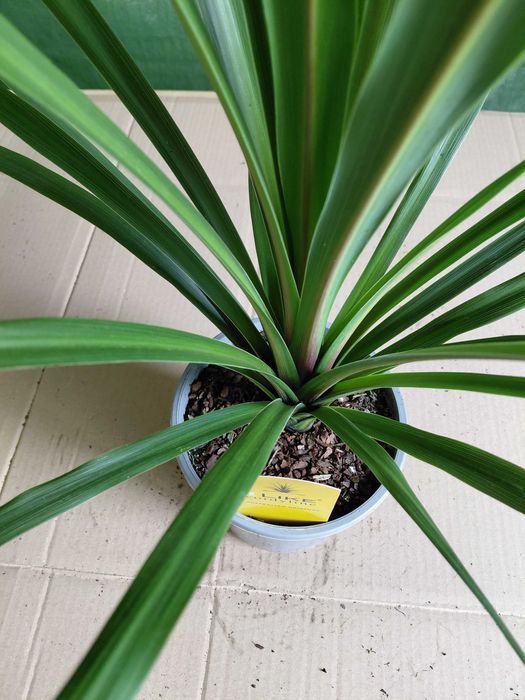 Kordylina, Cordyline 'In Peko' 80cm WYSYŁKA