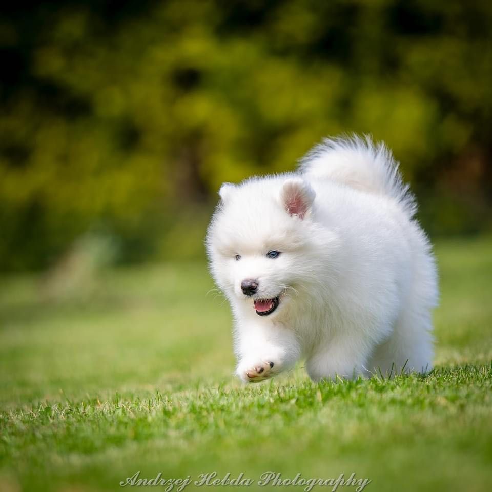 Samoyed ZKWP piękny malec