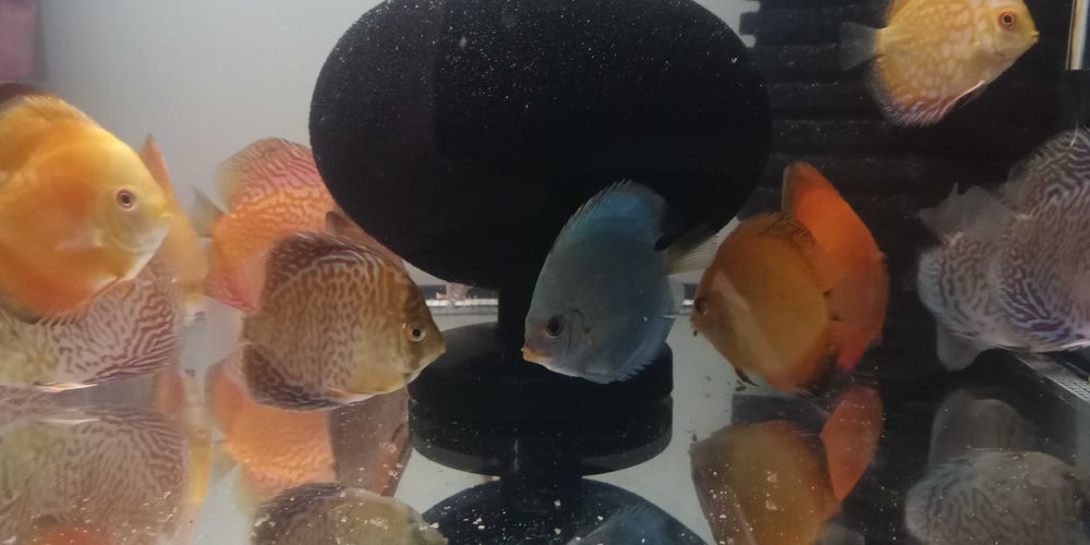 GB Dyskowce Kobalt 4-4,5cm