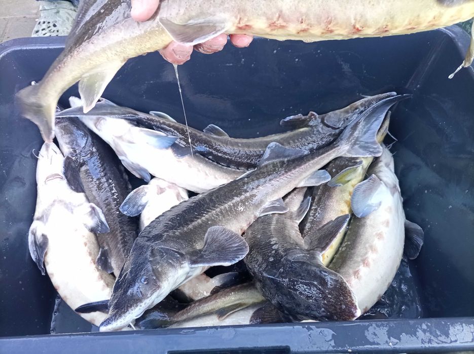 Jesiotr 1,8 kg - 2,8 kg cena 39zl/ kg , karp lin amur pstrąg węgorz