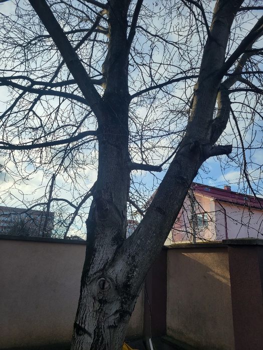 Дерево  Горіх безкоштовно