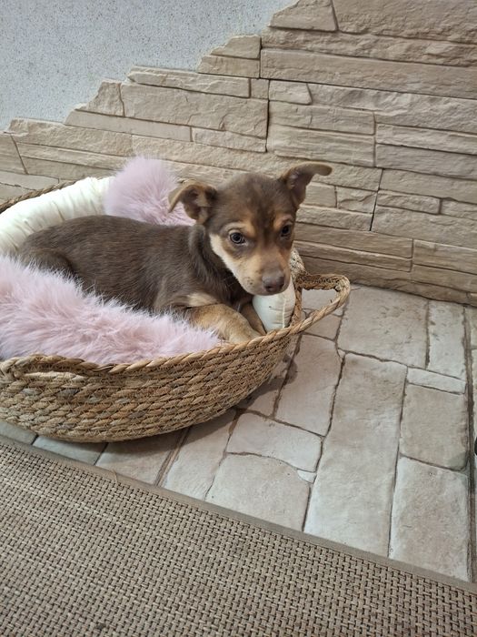 Щеня шоколадка буде невеличка 3 міс