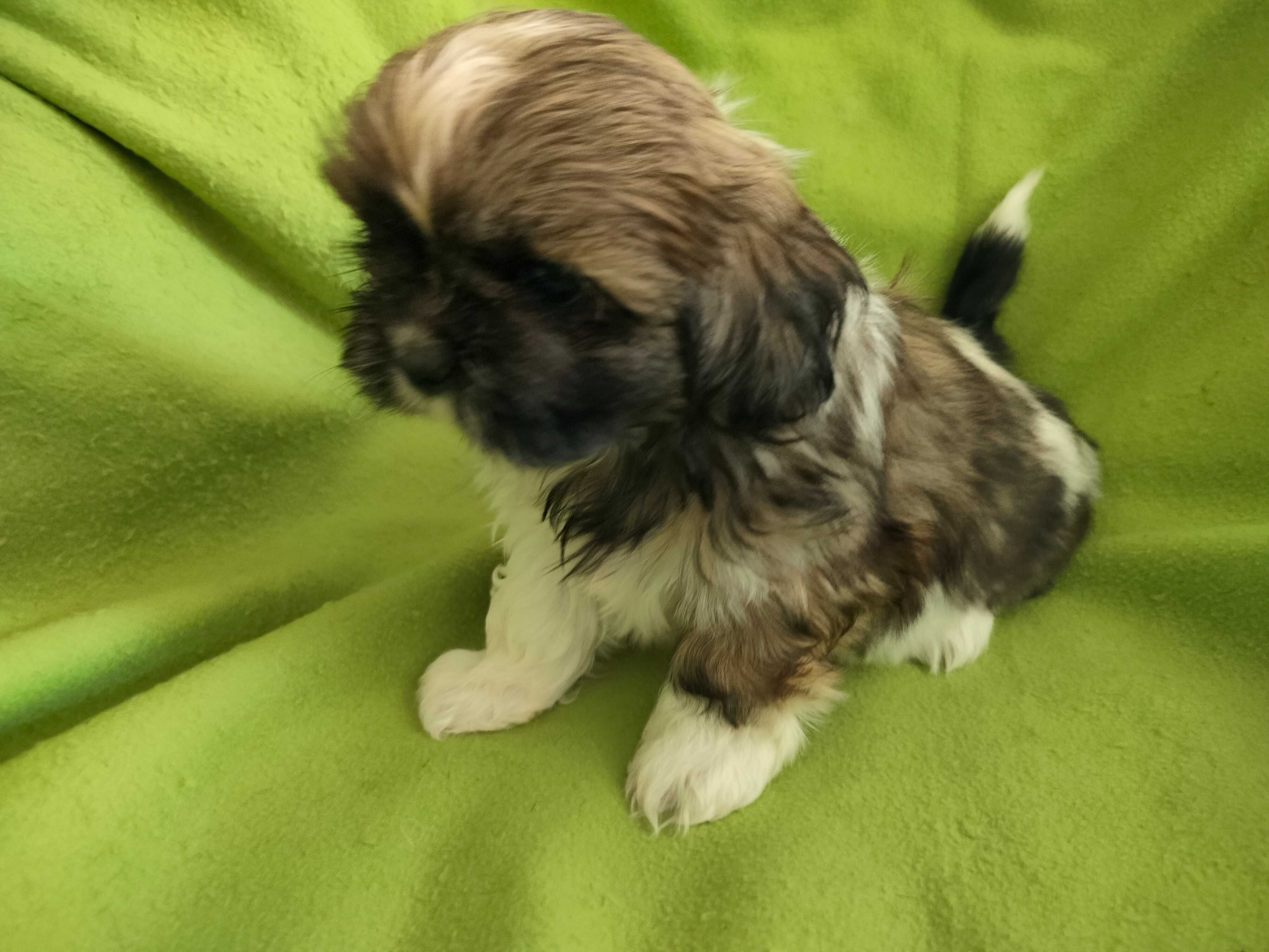 Shih Tzu suczka tricolor