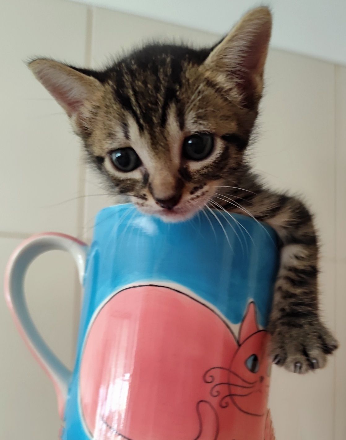 Gatinhos para adopção responsável
