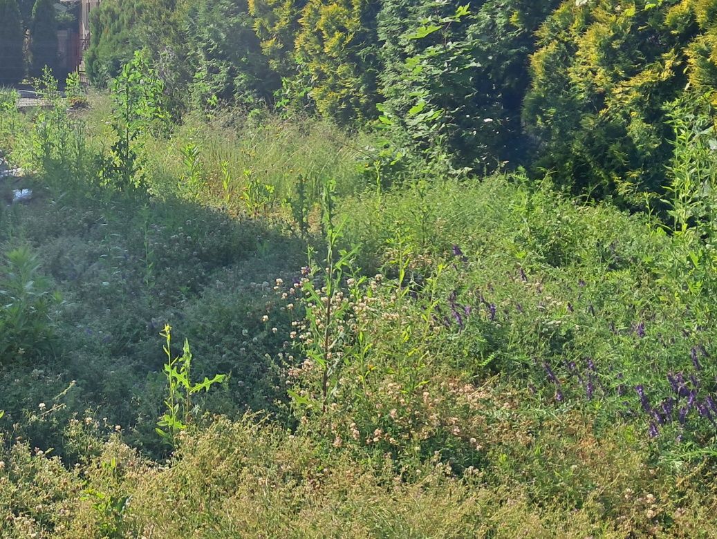 Pielęgnacja ogrodów koszenie trawy