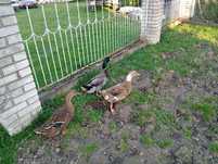 Jaja lęgowe kaczek staropolskich