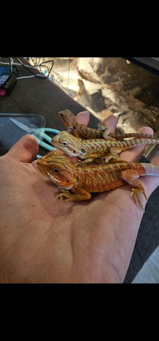 Agama brodata mlode samiec samica