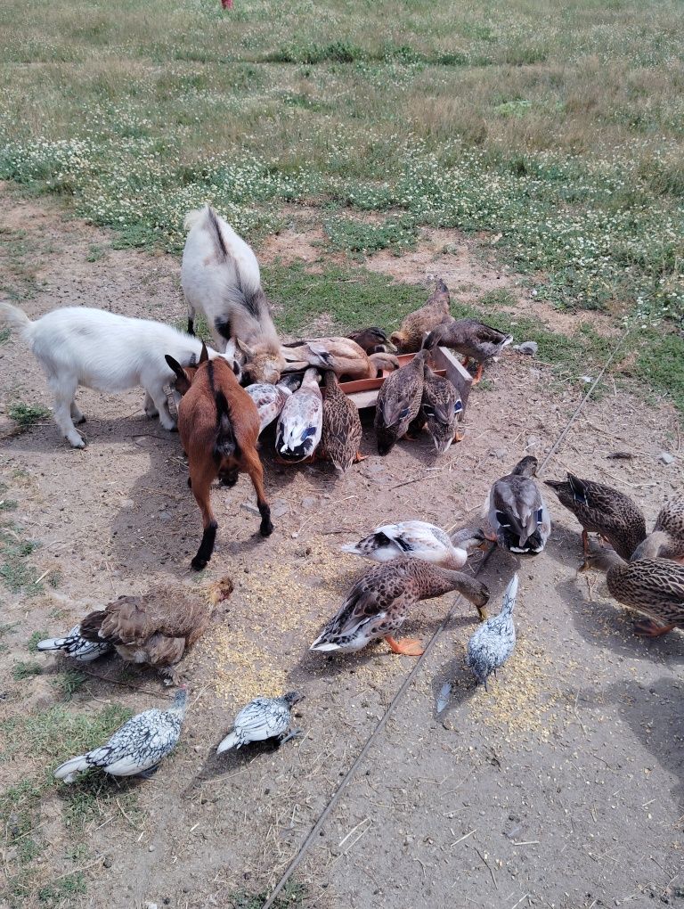 Patos real machos e fêmeas