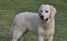 Golden retriever 9 miesięczny piesek