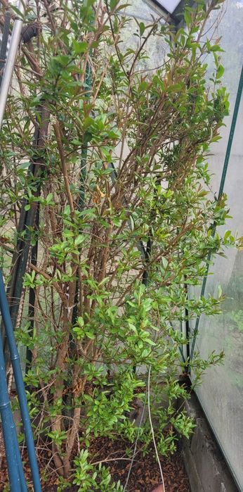 Krzew cytrusowy Grejpfrut krzew wyrośniety 1,5 - 2 m. 4 sztuki