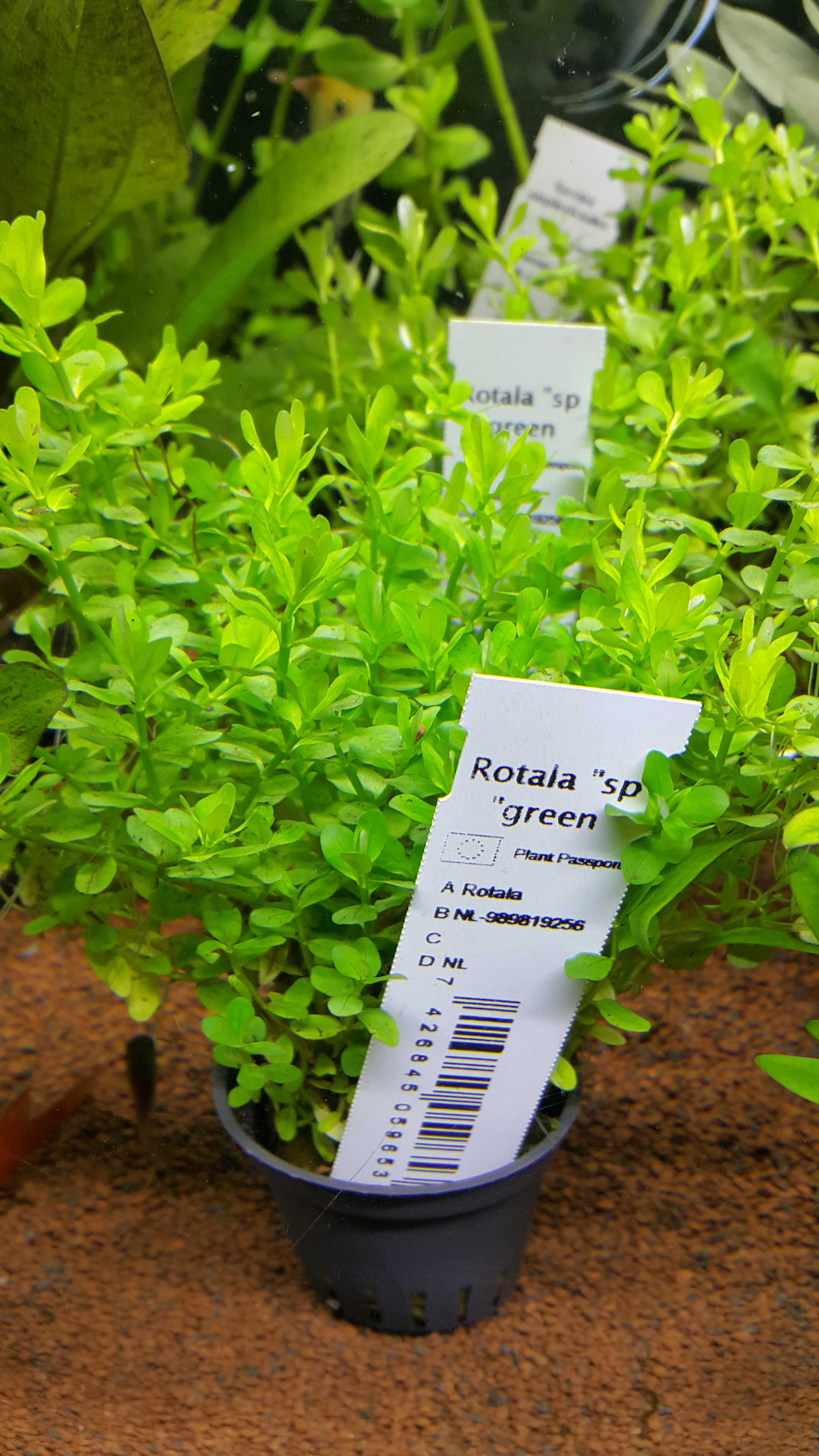 Rotala sp Green/Rośliny akwariowe w koszyczkach