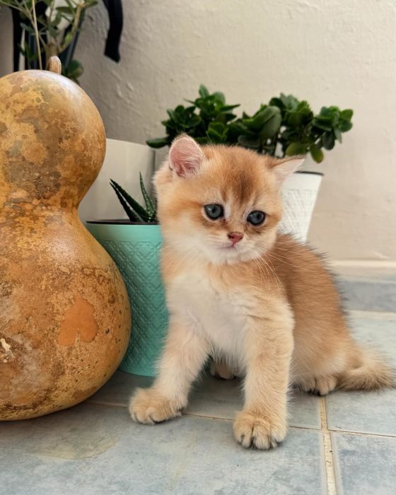 Британський котик bri nу 11 золота шиншила