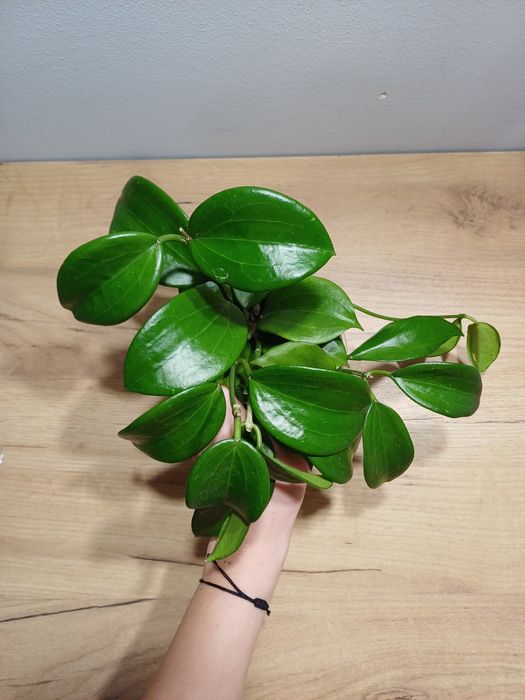 Hoya Latifolia roślina