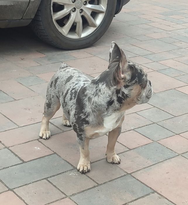 Вязка французский бульдог