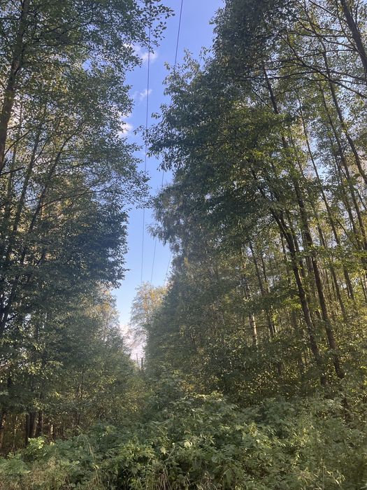 Las olchowo brzozowy 0,6ha