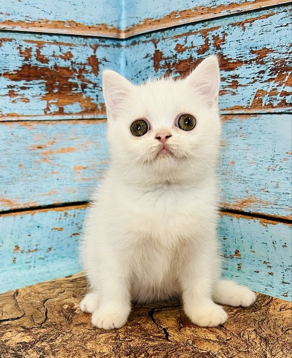 Біла кіше шотландської