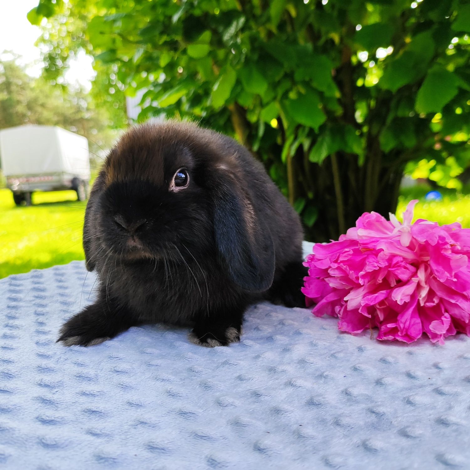 Mini lop metryka rasowy legalna hodowla miniaturka baranek