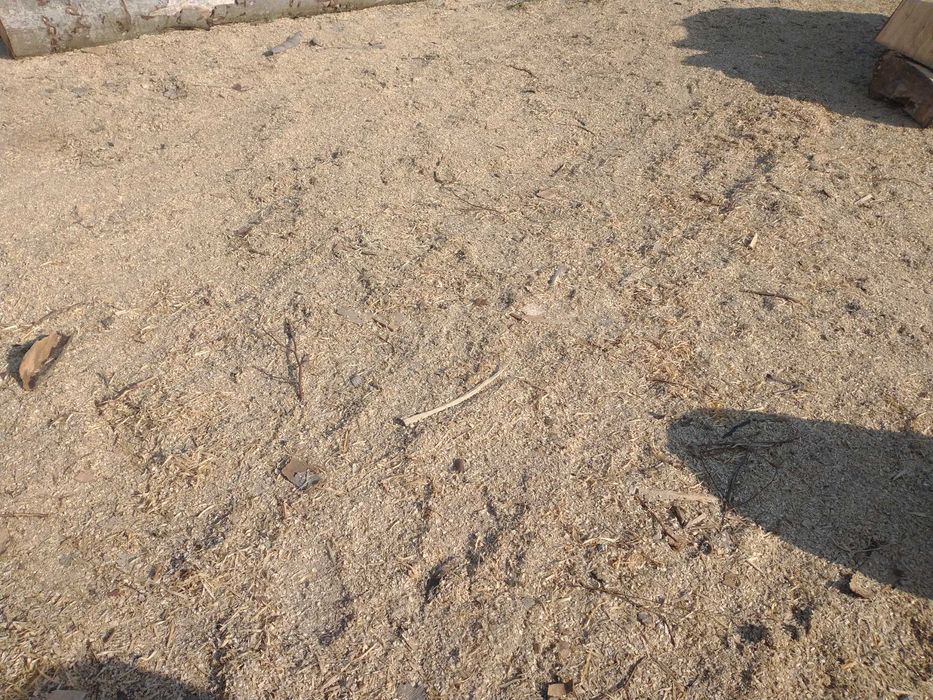 Trociny bukowe i iglaste mokre