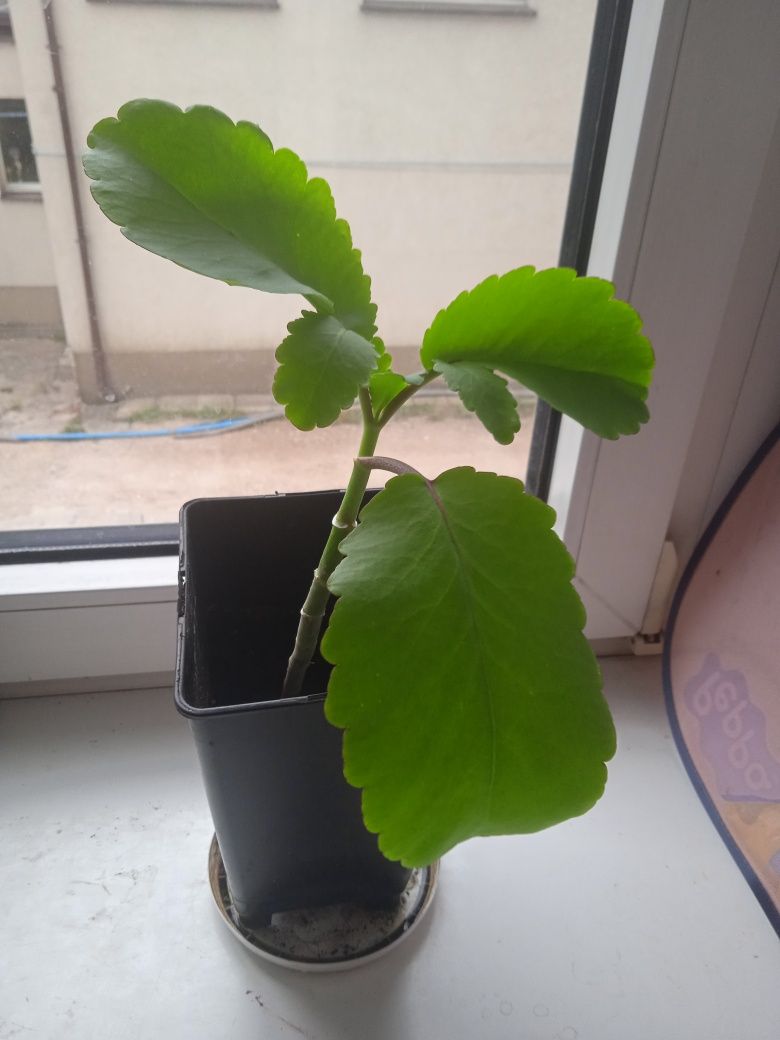 Żyworódka pierzasta kalanchoe