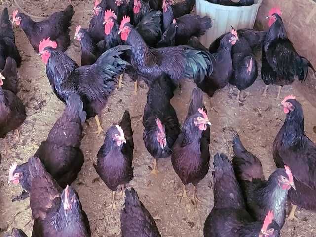 Яйце на інкубацію. Курчат. Род-Айленд - червоний. Оплід 90%.