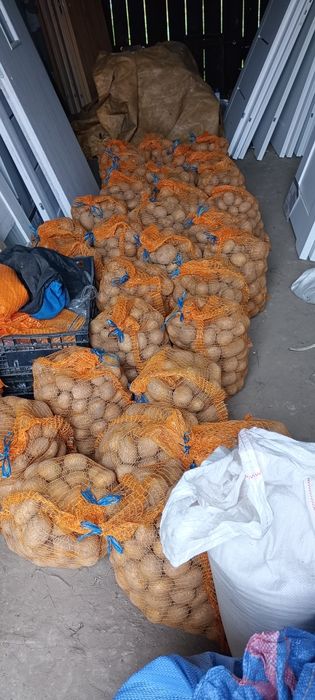 Ziemniaki Soraya , oman i Bella rosa dowóz gratis