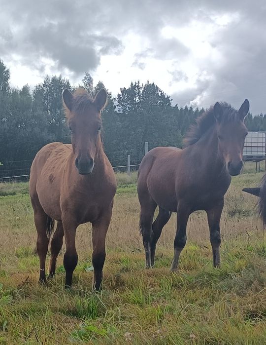 Źrebaki Huculskie i klacze