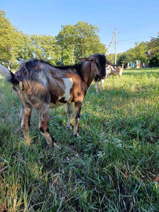 Коза, добра газонокосилка для подвір'я, товариська, трансгендерна.