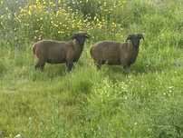 Carneiro merino preto
