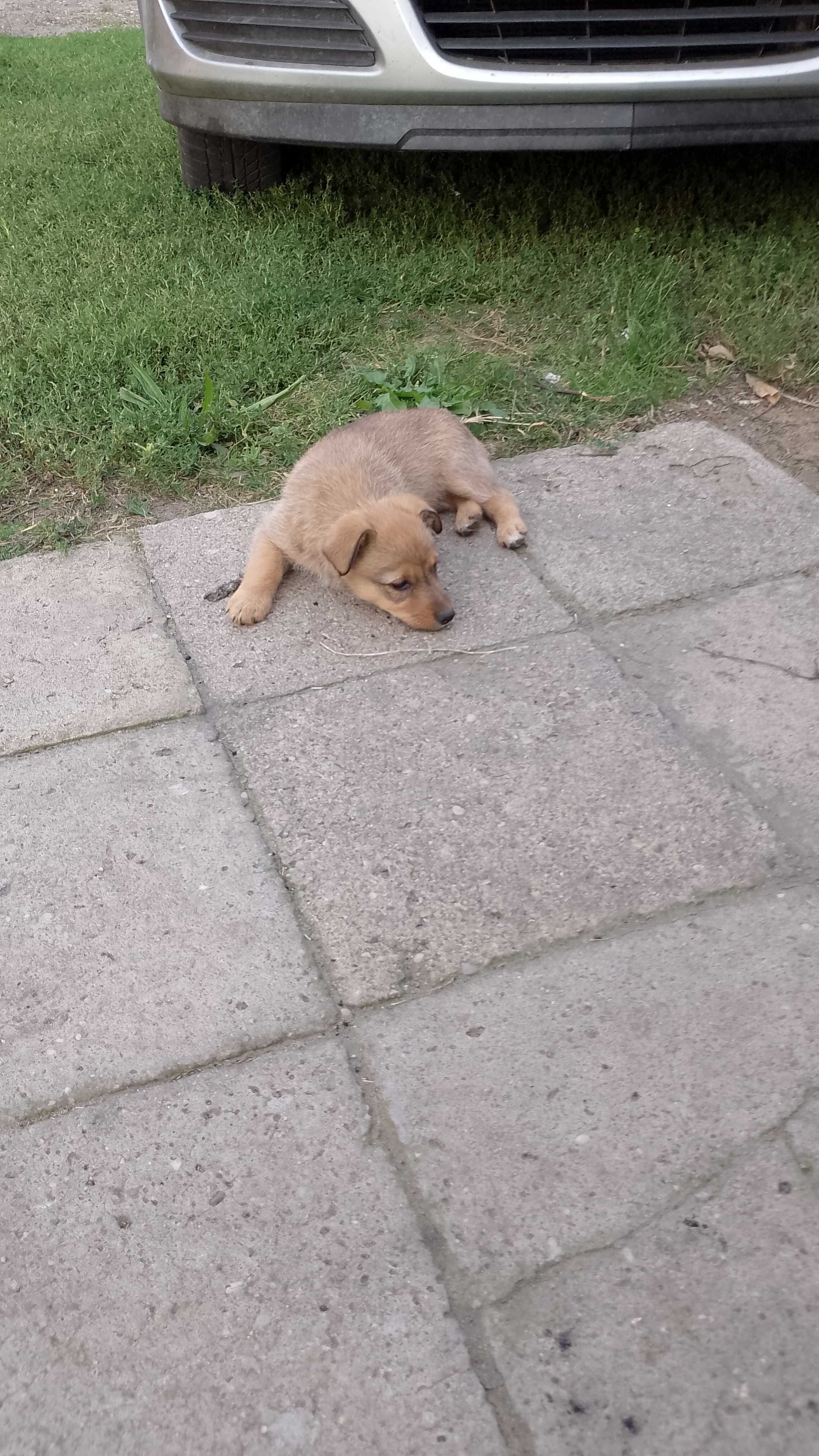 Oddam pieski rasy podwórkowej