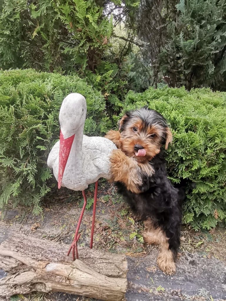 Yorkshire terrier piesek z rodowodem