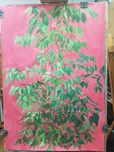 Obraz 100x70 fikus