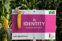 IGP Identity kukurydza FAO 200, czysty dent