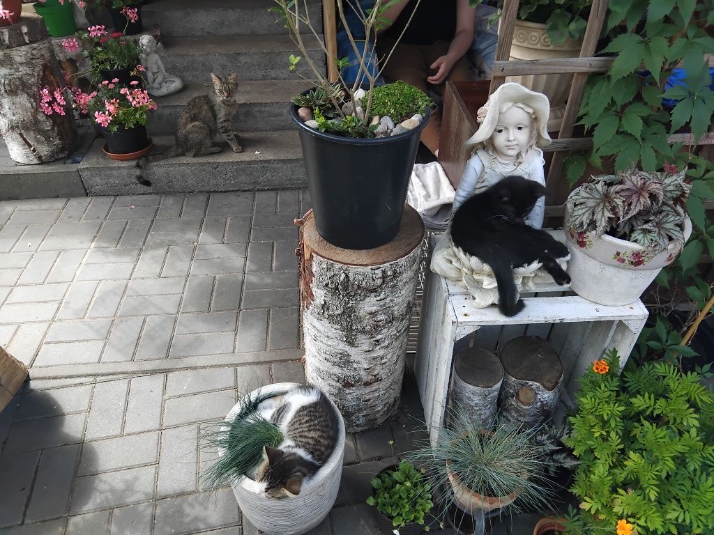 Piękne,  zdrowe kocięta
