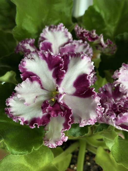 Квітуча фіалка химера ЛЕ-Взбитые Сливки