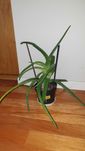 Aloes, gigant, wieloletni, duży i wysoki