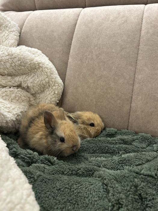 Króliczki miniaturki