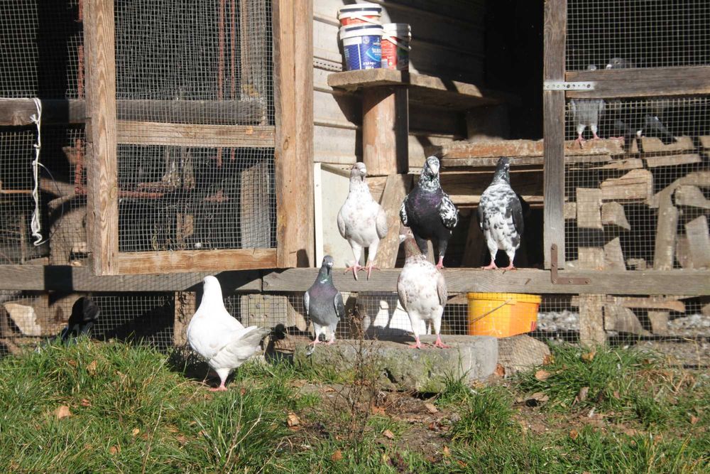 likwidacja-gołębie Różne