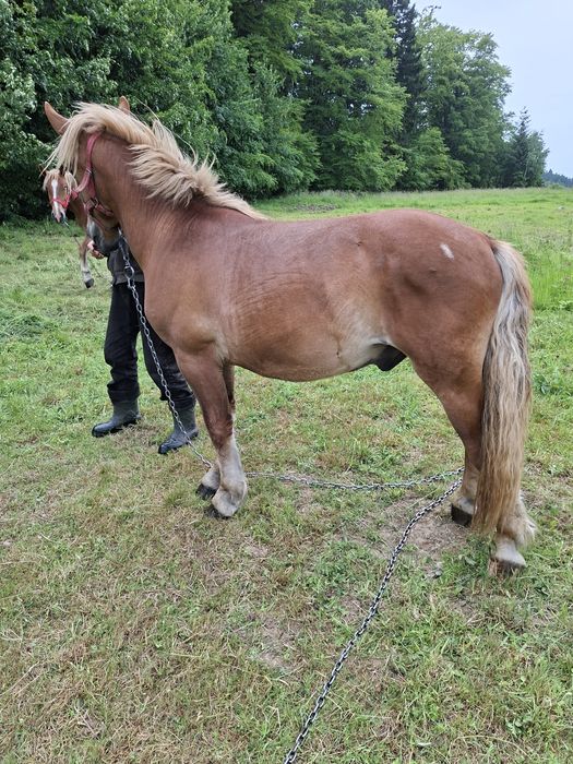 Sprzedam  ogierka zimnokrwistego