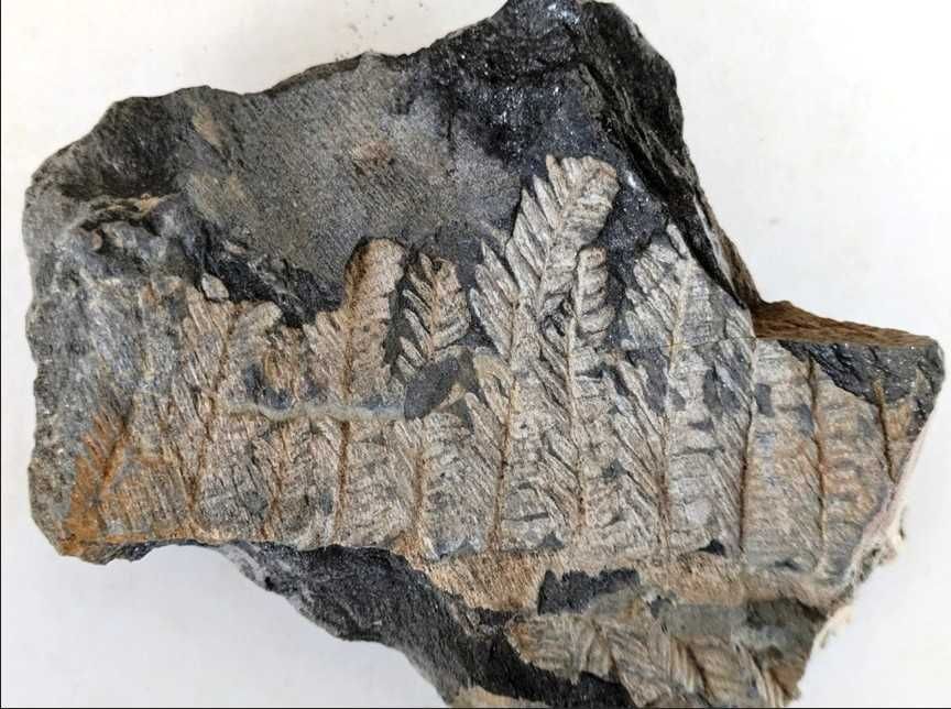 Caixa com mais de 200 fósseis portugueses variados por 23 euros