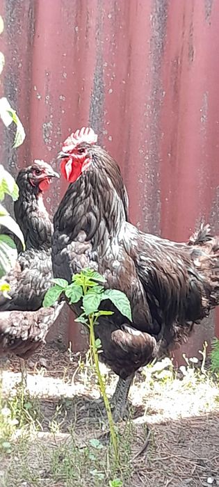 кури Джерсійський гігант