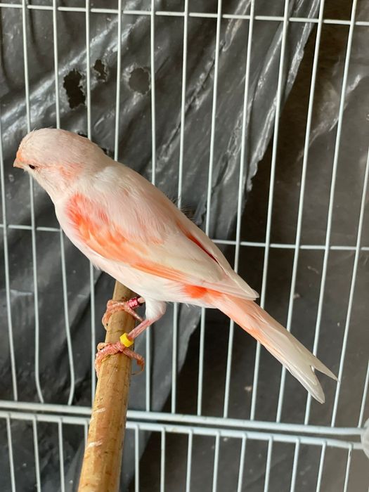 Canarios arlequim  portugues