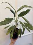 Aglaonema white lance roslina zielona doniczkowa