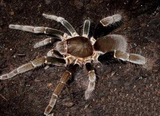 Hysterocrates gigas L3-L4