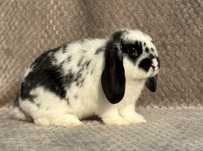 Mini lop, króliki miniaturowe, baranek