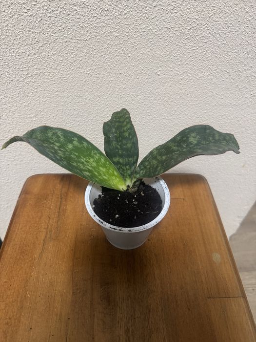 Сансевієрія Макрофіла