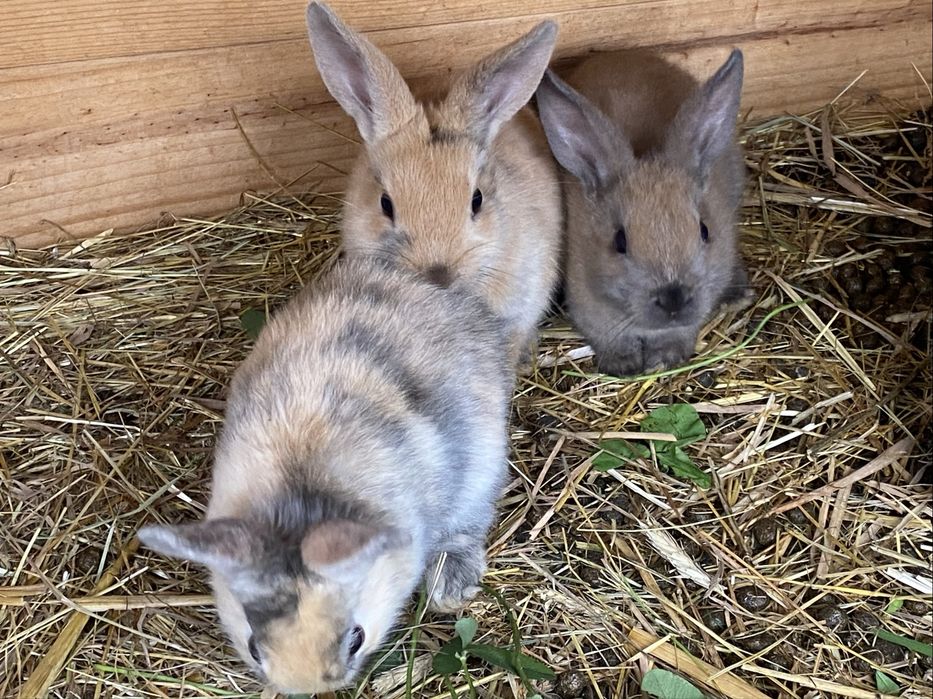 Królik króliki na sprzedaż do KOCHANIA